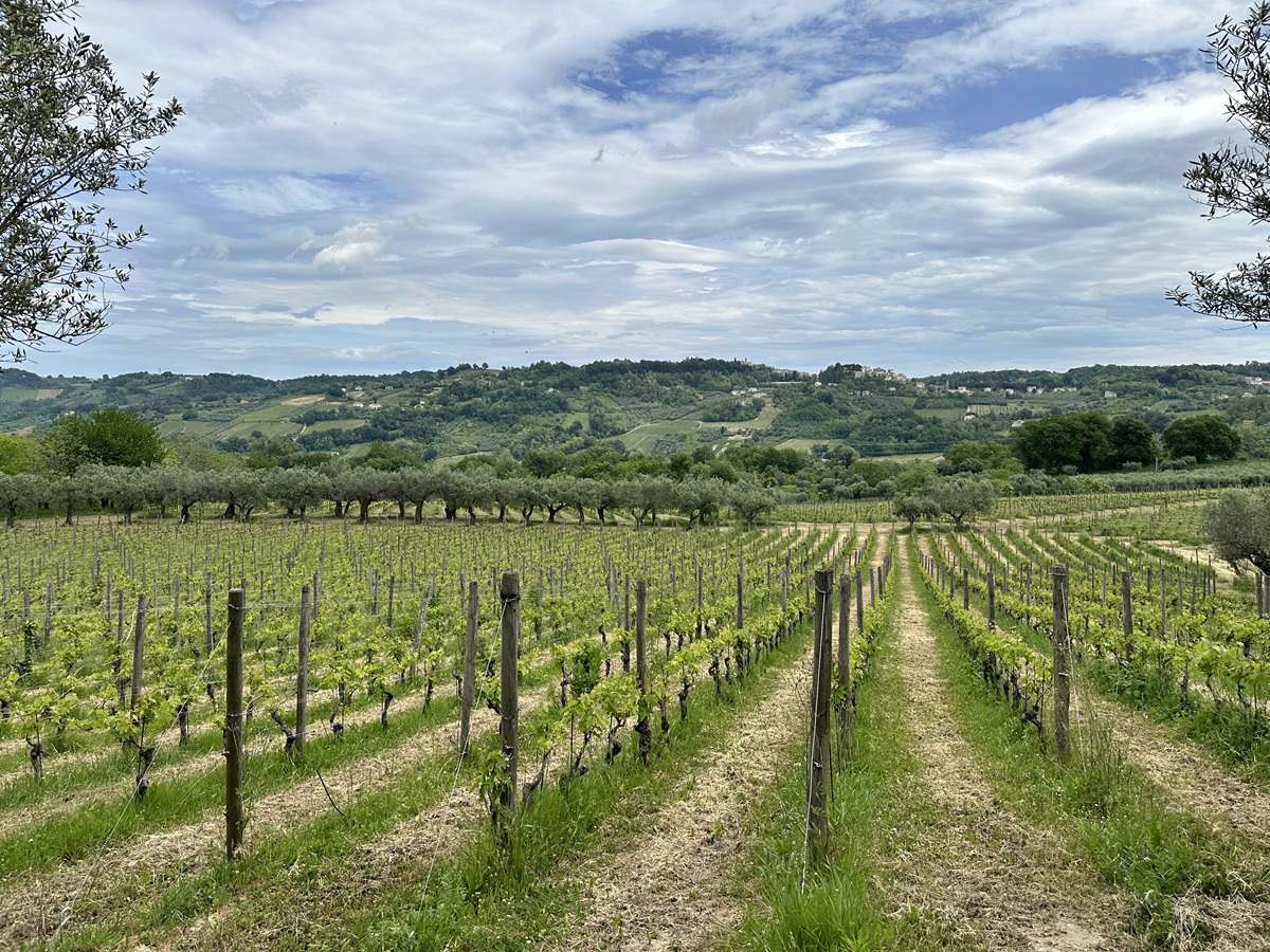 i vigneti di Masciarelli